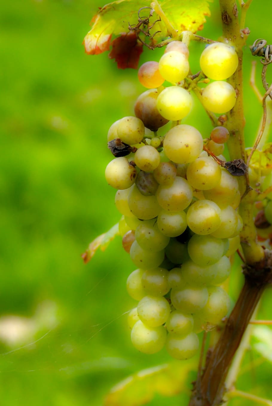 grape, sweetness, wine, white, vines, drink, alcohol, summer HD wallpaper