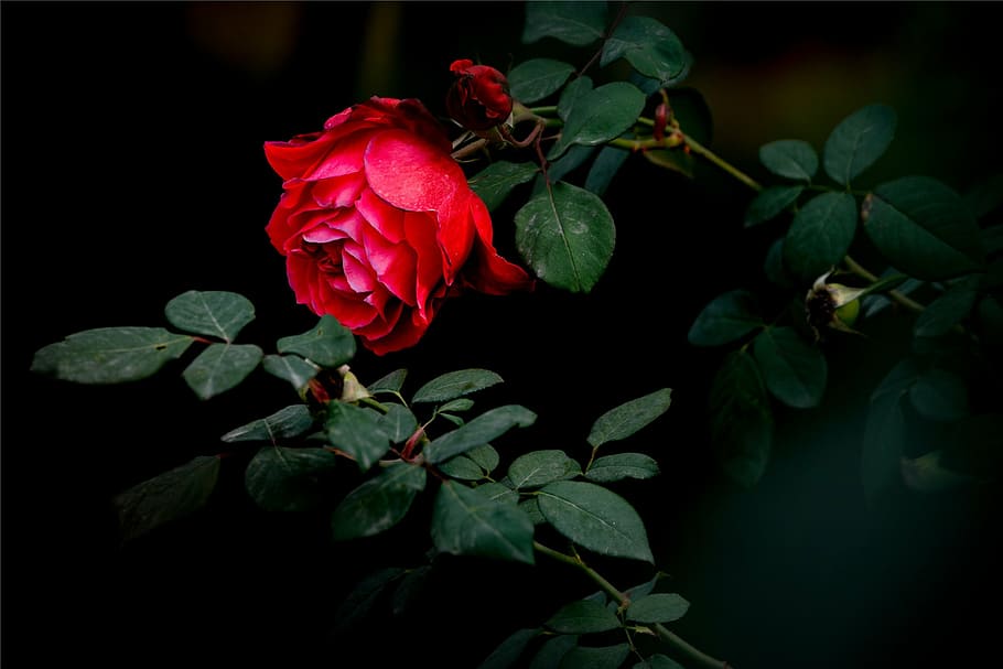 rose, red, dark, red petals, flower, flowering plant, beauty in nature HD wallpaper