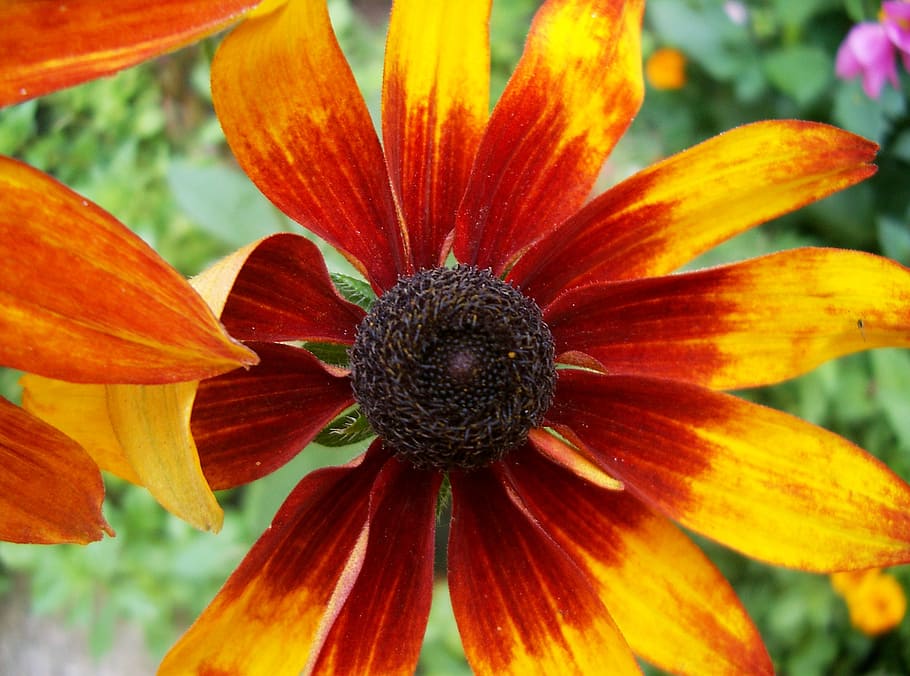 echinacea, yellow, reddish, flower, flowering plant, petal HD wallpaper