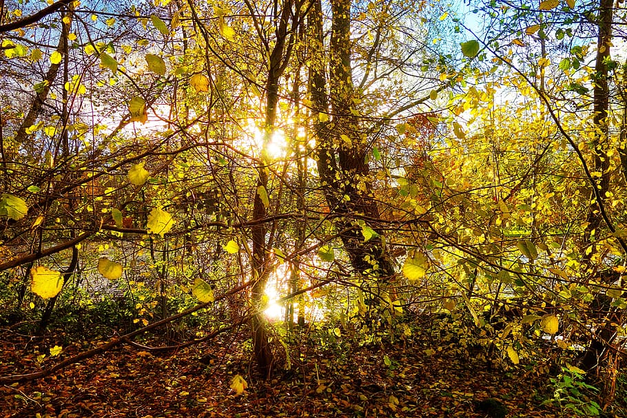 trees, forest, branches, foliage, autumn leaves, sunshine, sun shining through HD wallpaper