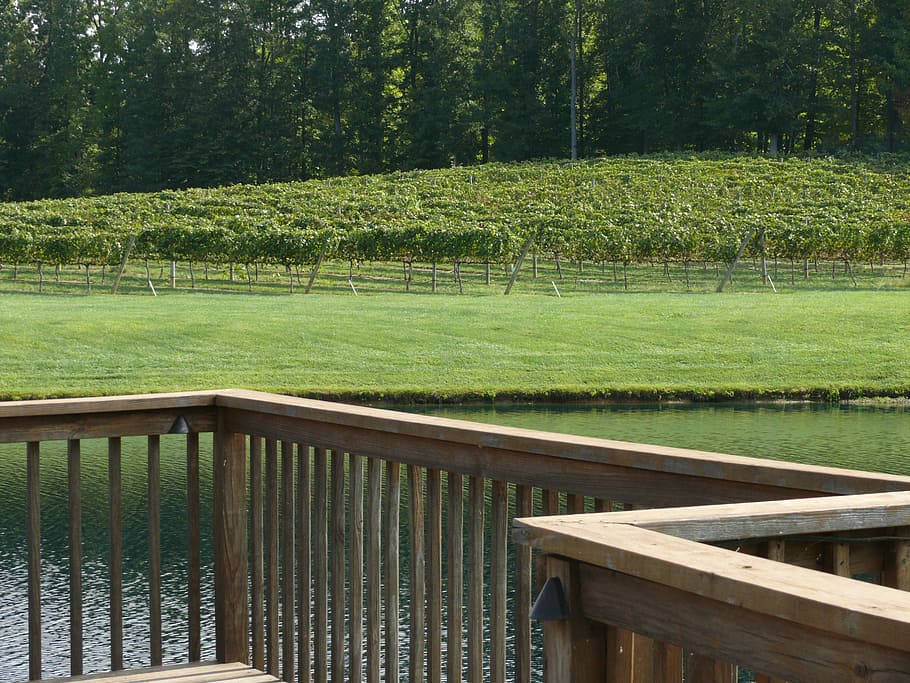 winery, vineyard, deck, angles, wood, green, natural, landscape HD wallpaper