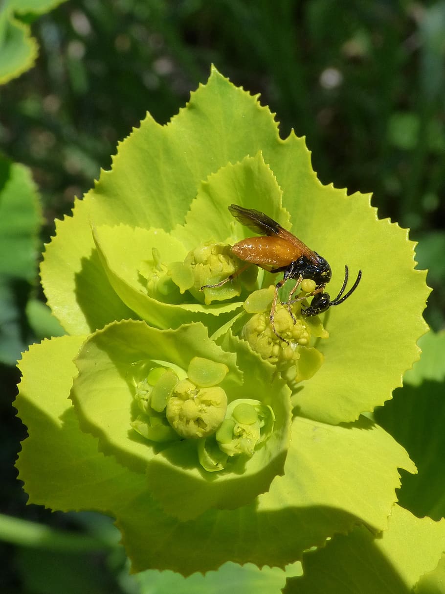 insect, false bee, libar, flower, detail, invertebrate, animals in the wild HD wallpaper