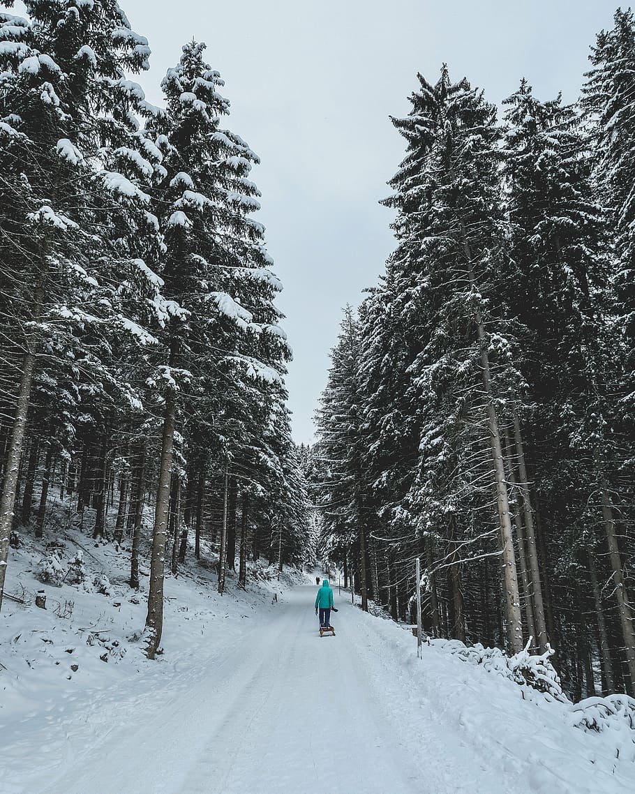 man walking on snow between trees, winter, white, cold, weather HD wallpaper