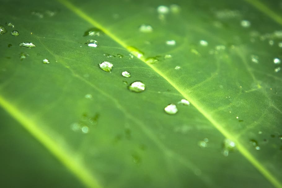 green, leaf, dew, plant part, green color, drop, wet, close-up HD wallpaper