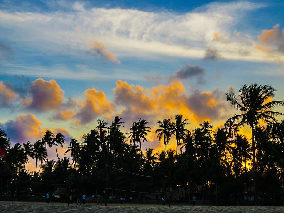 silhoutte photography of trees under golden hour, coconut, orange HD wallpaper