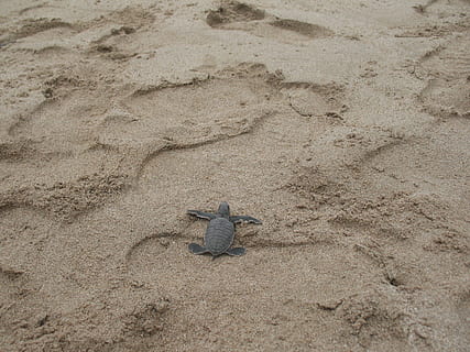 Turtle, Tortoise, Sand, Beach, Reptile, animal, aquatic, shell HD wallpaper