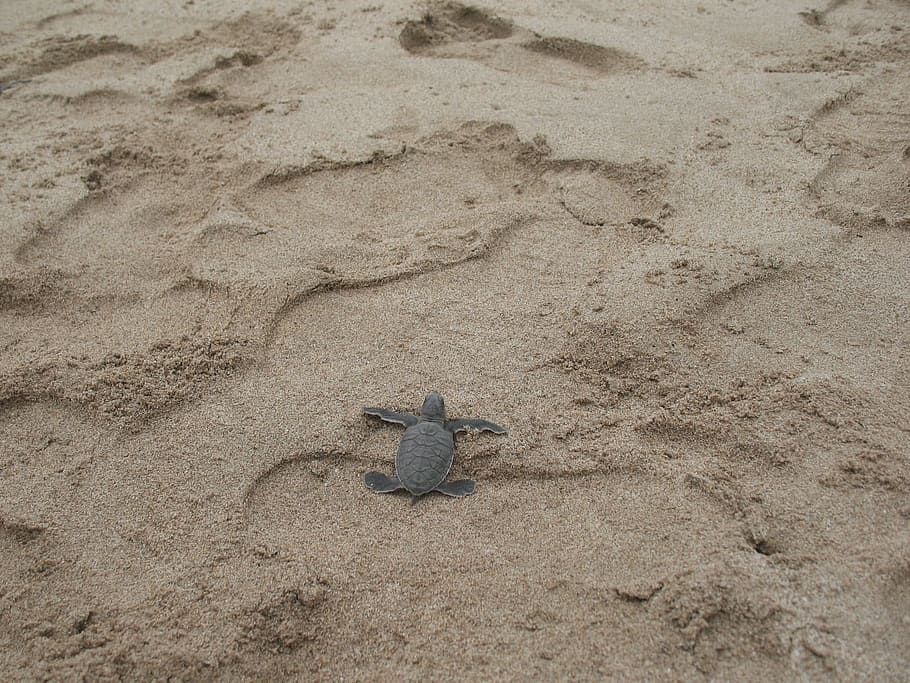 Turtle, Tortoise, Sand, Beach, Reptile, animal, aquatic, shell HD wallpaper