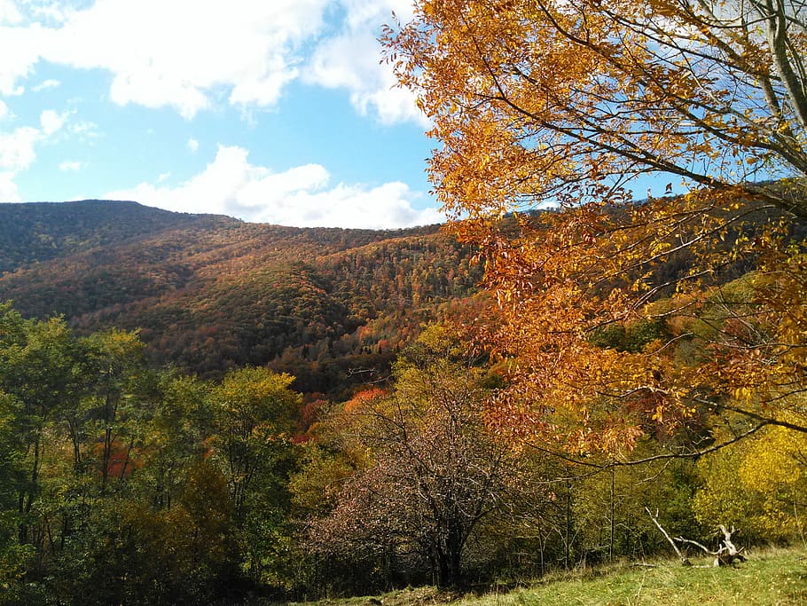 Trees, Mountain, Outdoors, Autumn, green, landscape, nature HD wallpaper