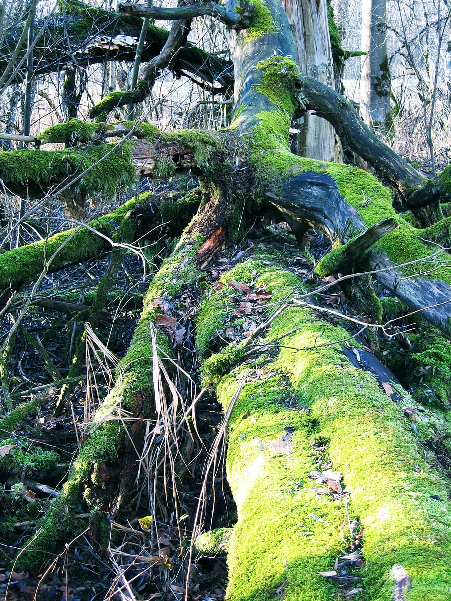 nature, moss, tree, green, forest, log, landscape, light, wood HD wallpaper