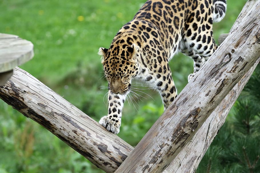 Leopard, Big Cat, Nature, Animal, spots, natural, mammal, wild HD wallpaper
