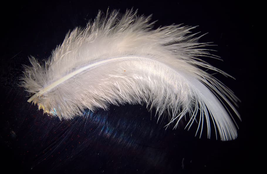 white feather, bird feather, down feather, tender, slightly HD wallpaper