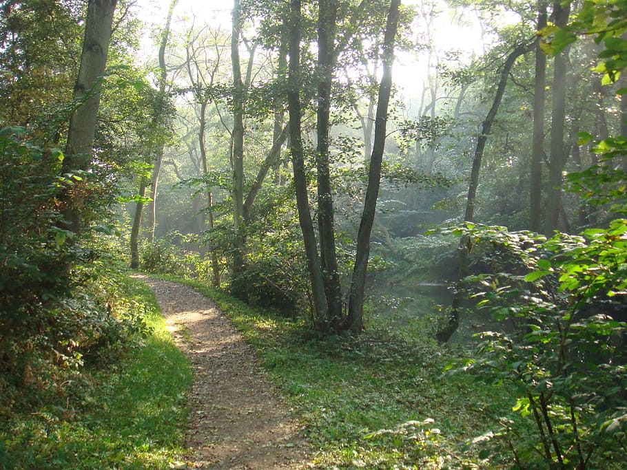 forest, path, denmark, leaves, trees, forest path, hiking, trail HD wallpaper