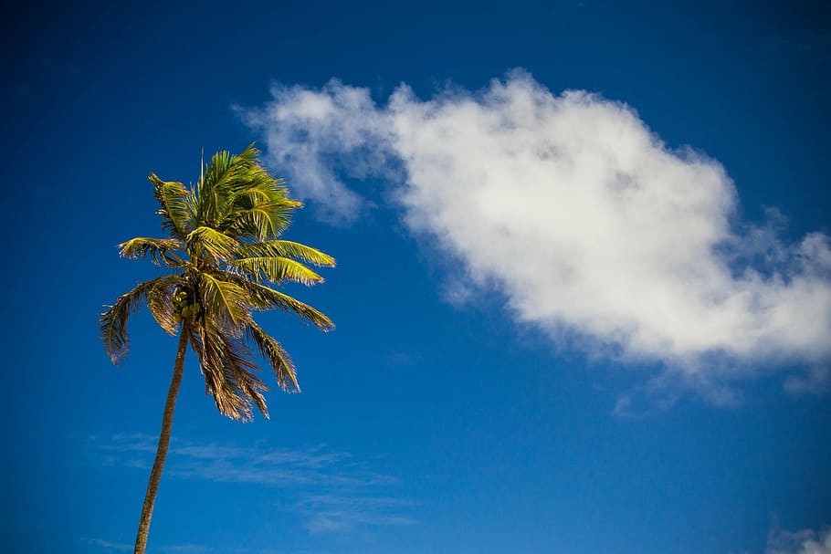 beach, cloud, holiday, palm, sky, vacation, royalty  images HD wallpaper