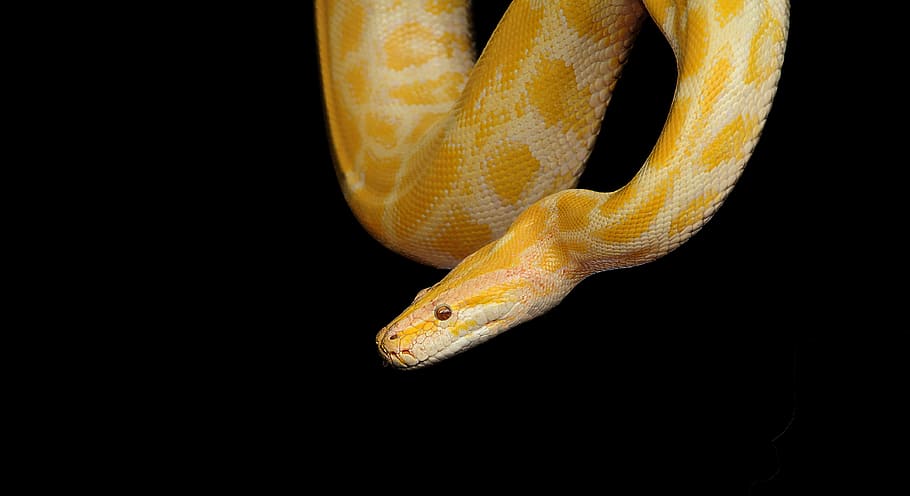 yellow snake, python, yellow python, reptile, animal, nature