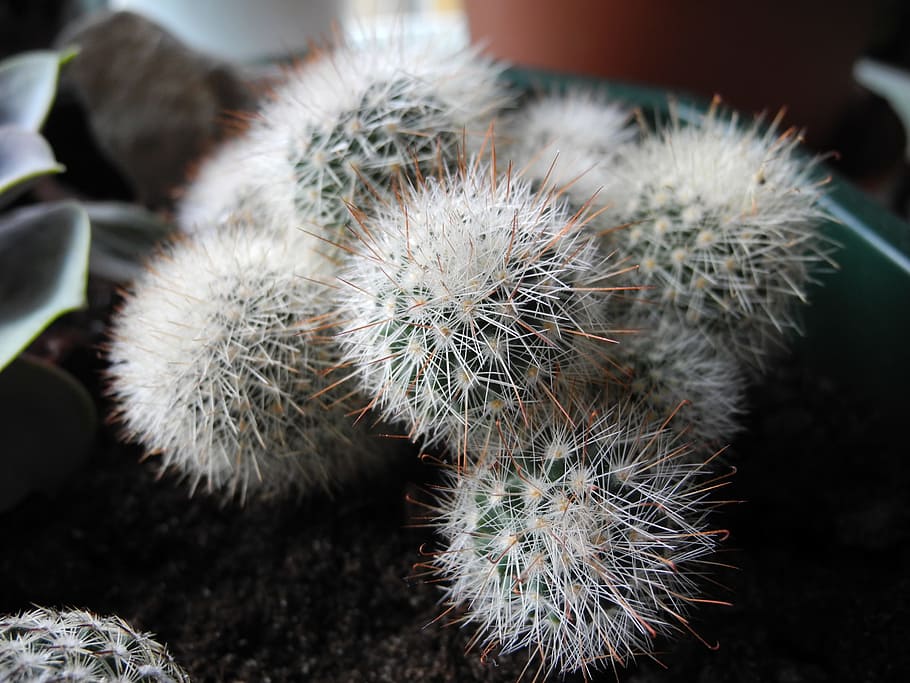 cactus, round, thorns, succulent, macro, close-up, focus on foreground HD wallpaper