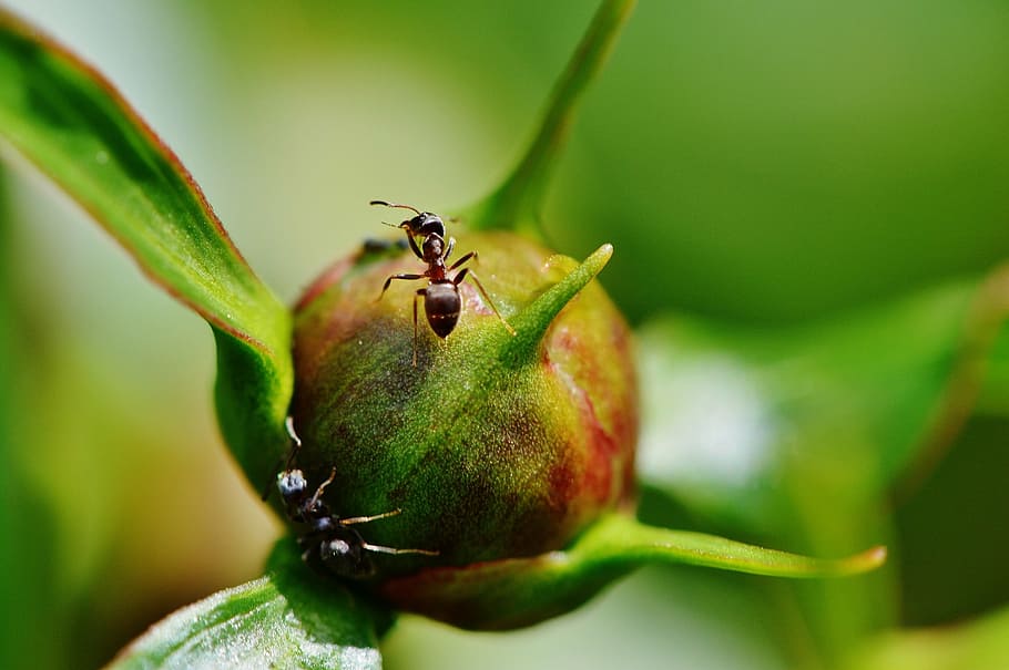 peony, ant, flower, red, blossom, bloom, nature, close, garden HD wallpaper