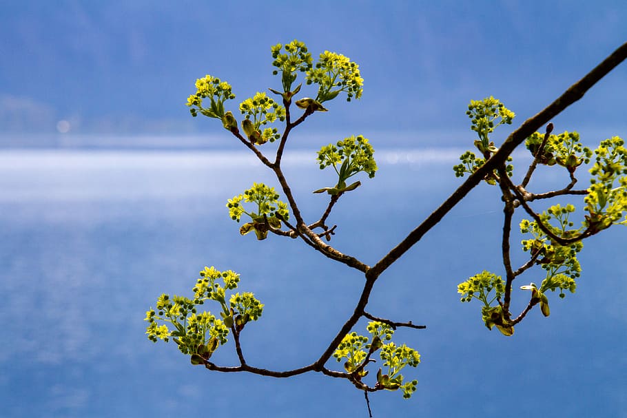 aerial view of green flowers, tree, branch, nature, lake, petal HD wallpaper