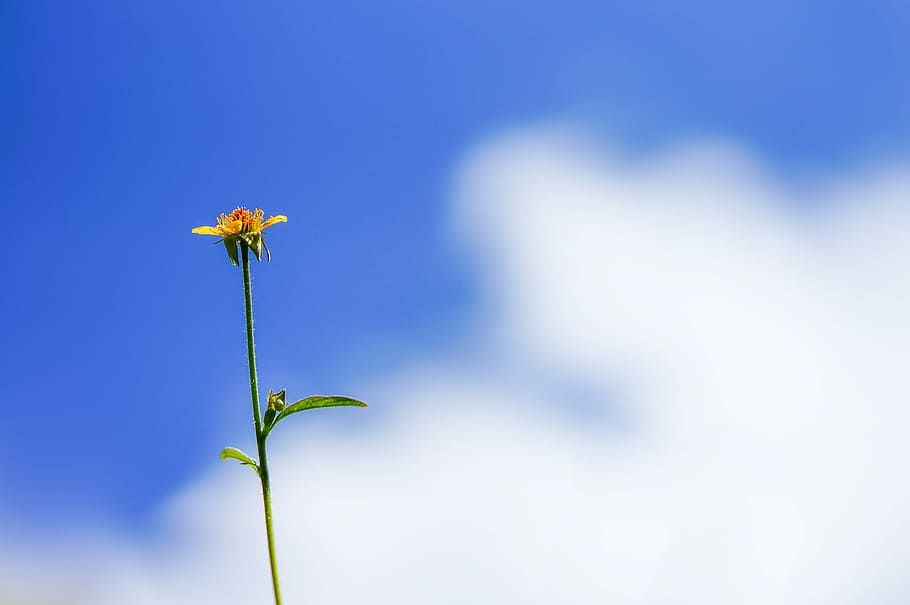 yellow flower under blue sky, plant, leaf, green, nature, summer HD wallpaper