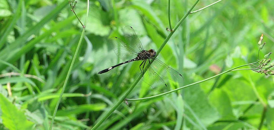 insect, macro, dragonfly, armenia, animal themes, animal wildlife HD wallpaper