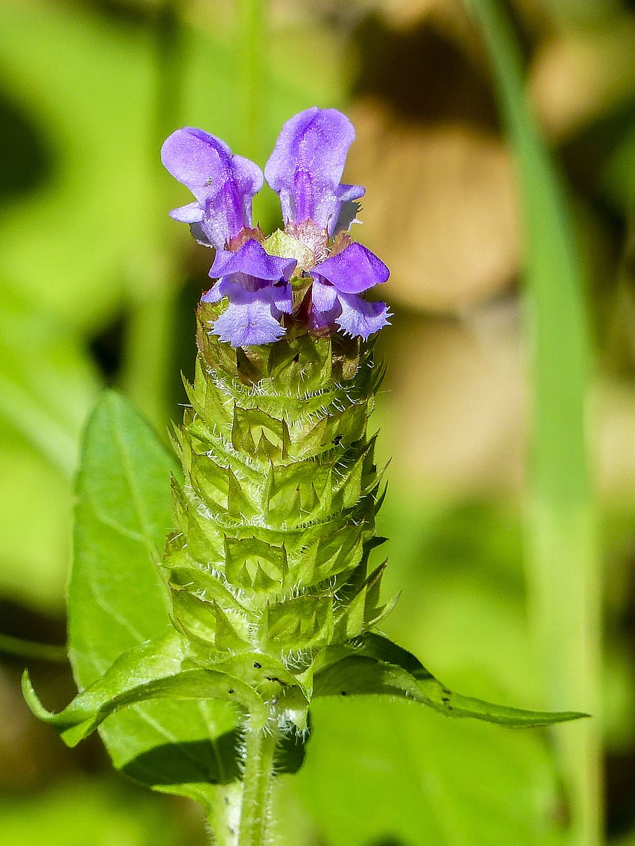 wildflower, purple, tiny, plant, meadow, floral, natural, nature HD wallpaper