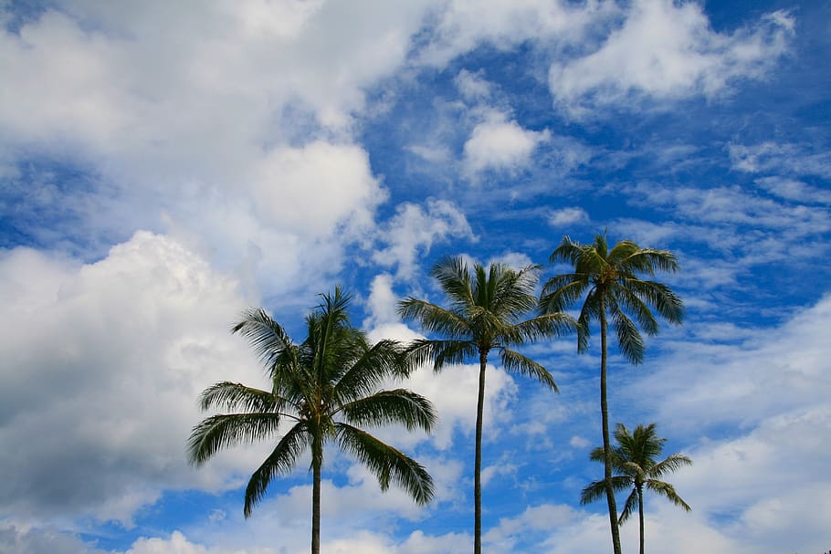 palms, palm tree, sky, blue, exotic, tropical, paradise, outdoor HD wallpaper