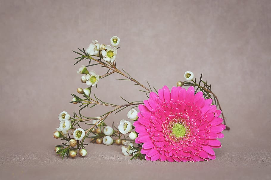 pink petaled flower, gerbera, blossom, bloom, petals, frangipani HD wallpaper