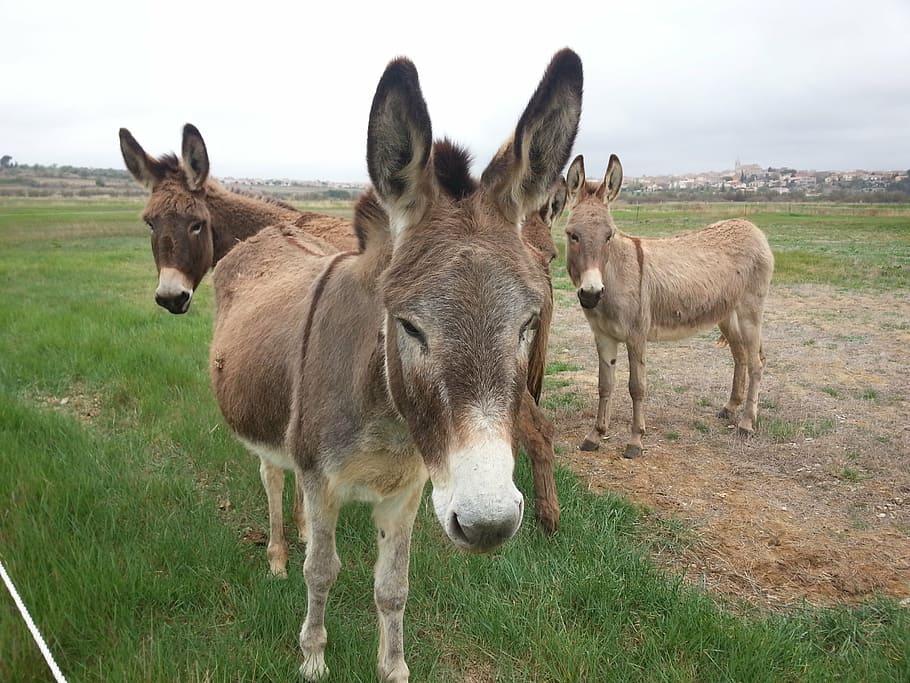 donkeys, pre, field, mammal, animal, animal themes, group of animals HD wallpaper