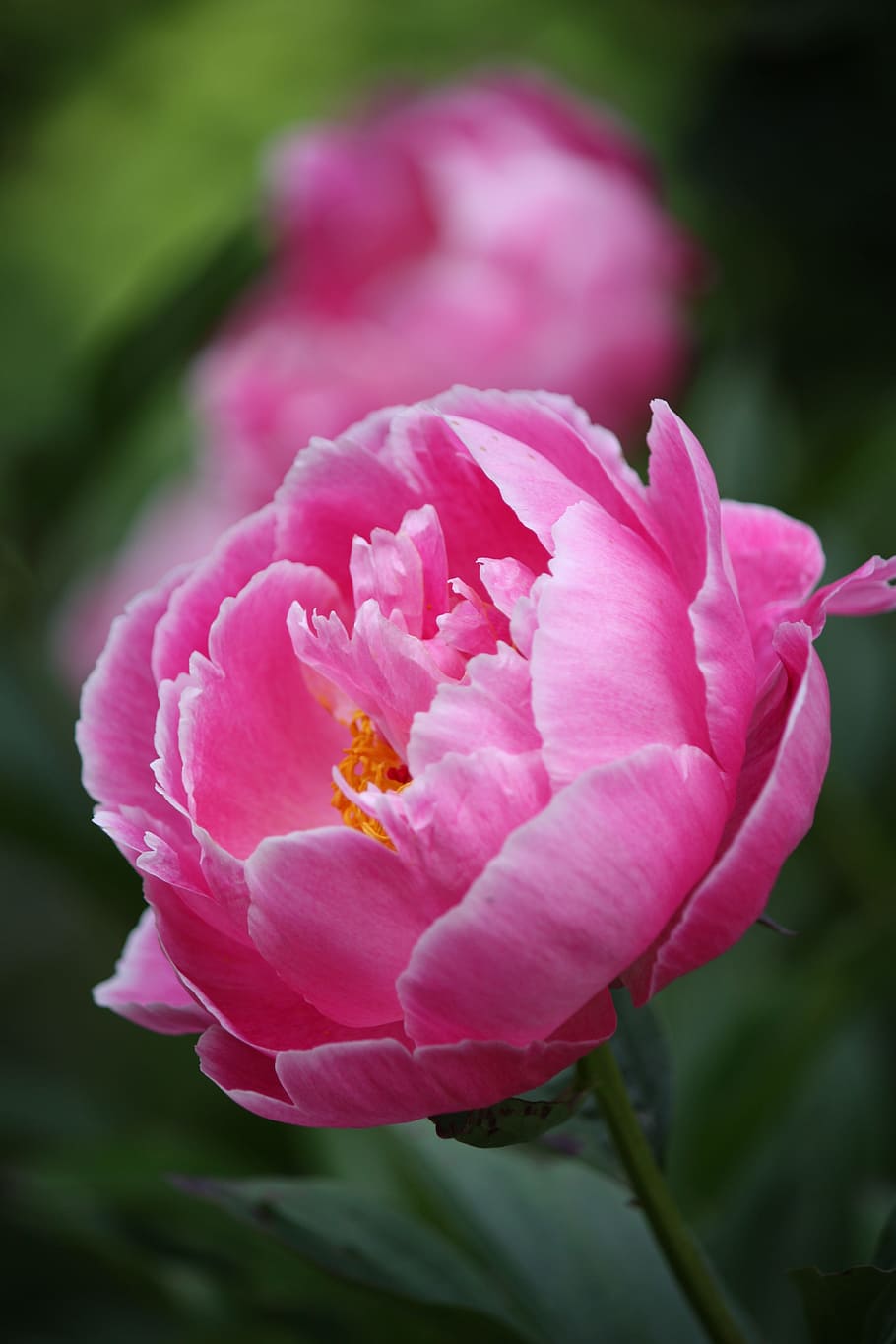 Pion, Flower, Summer, nature, pink Color, plant, petal, close-up HD wallpaper