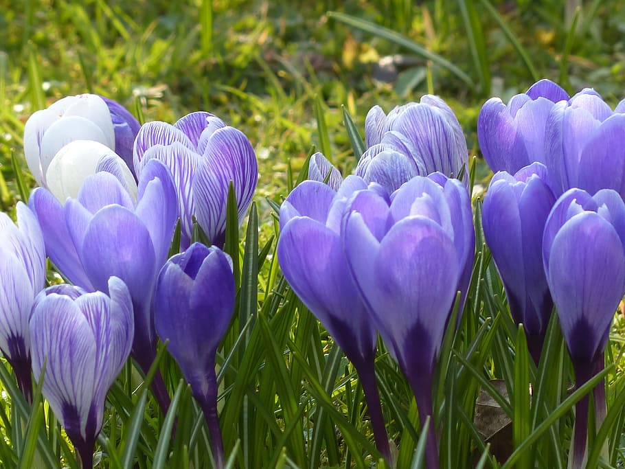 crocus, yellow, purple, violet, blue, bloom, blossom, plant HD wallpaper