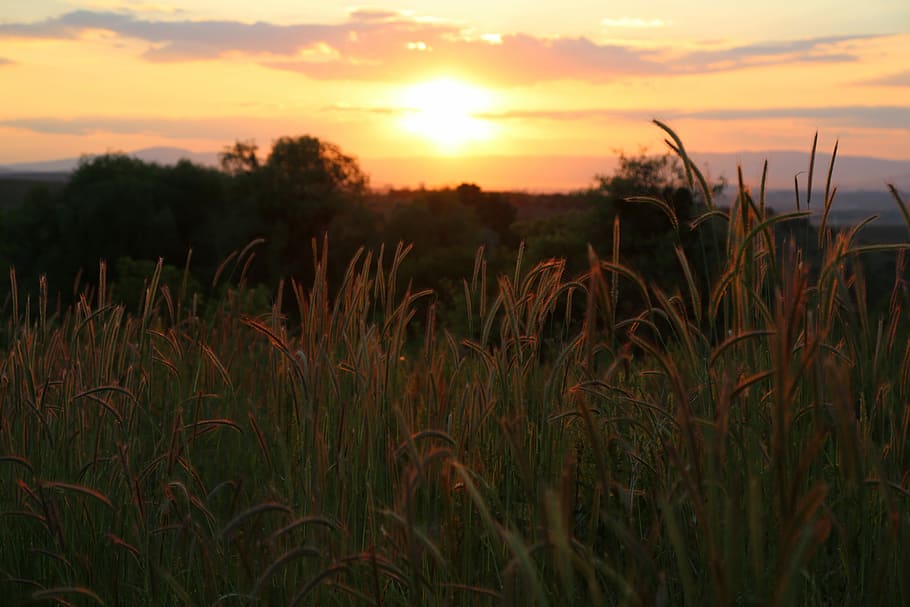 green grass field during sunset, solar, landscape, sky, plant HD wallpaper