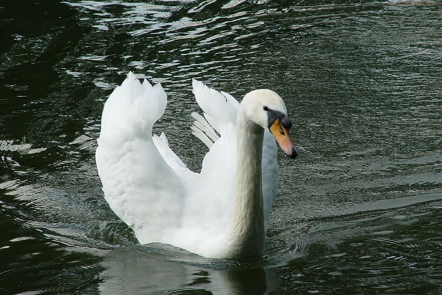 swan, bird, white, park, water, pond, beautiful, animal themes HD wallpaper