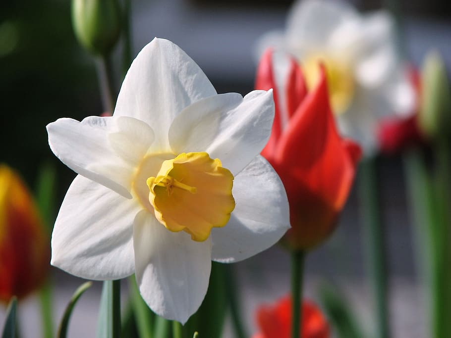 selective focus photography of white daffodil, flower, narcissus, HD wallpaper