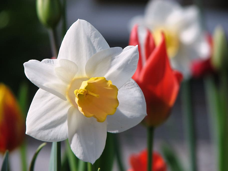 selective focus photography of white daffodil, flower, narcissus HD wallpaper