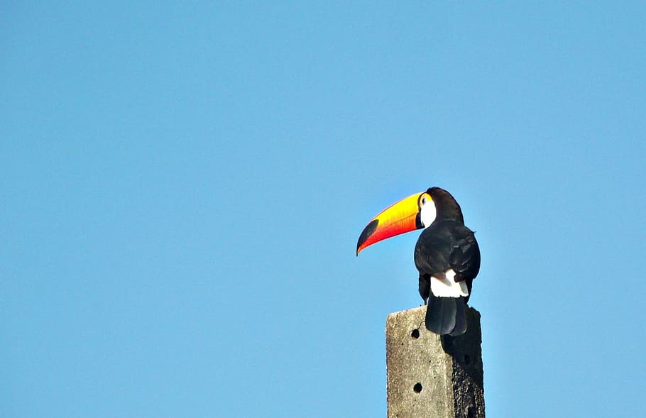 selective focus photo of toco toucan perching on gray concrete post, HD wallpaper