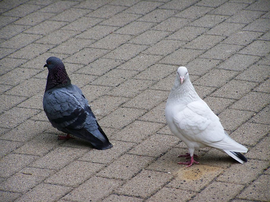 Doves, Birds, Animals, outdoors, togetherness, animal themes HD wallpaper