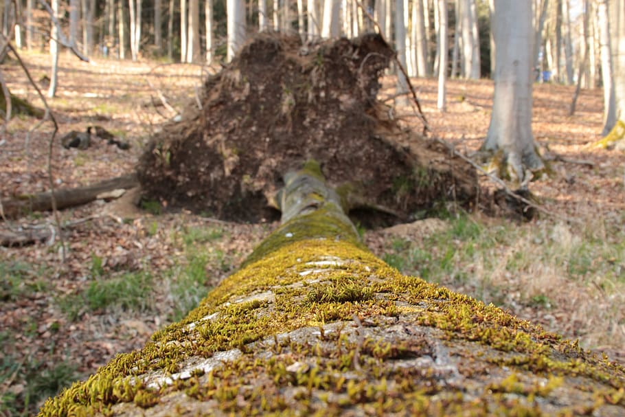 log, moss, nature, trees, forest, landscape, autumn, old, wood HD wallpaper