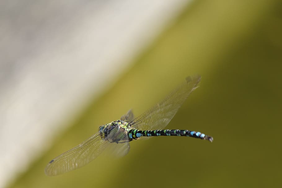 dragonfly, garden, pond, bug, macro, nature, summer, one animal HD wallpaper