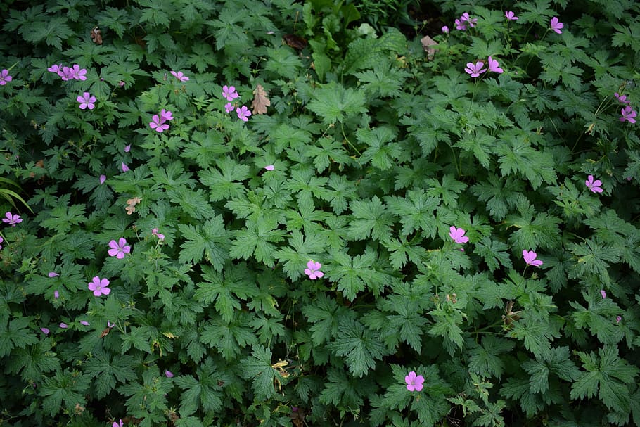 geranium, shadow, plant, flower, flowering plant, growth, beauty in nature HD wallpaper