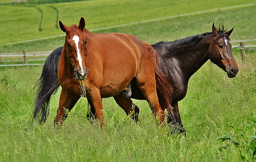 horses, for two, coupling, stallion, eat, paddock, brown, meadow HD wallpaper