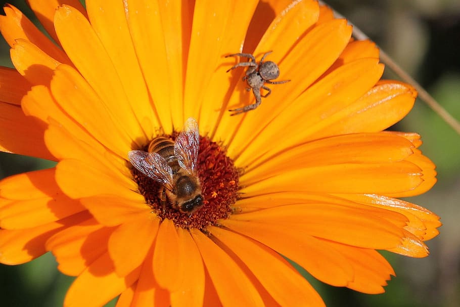 close-up photo of honey bee and brown spider on orange flower HD wallpaper