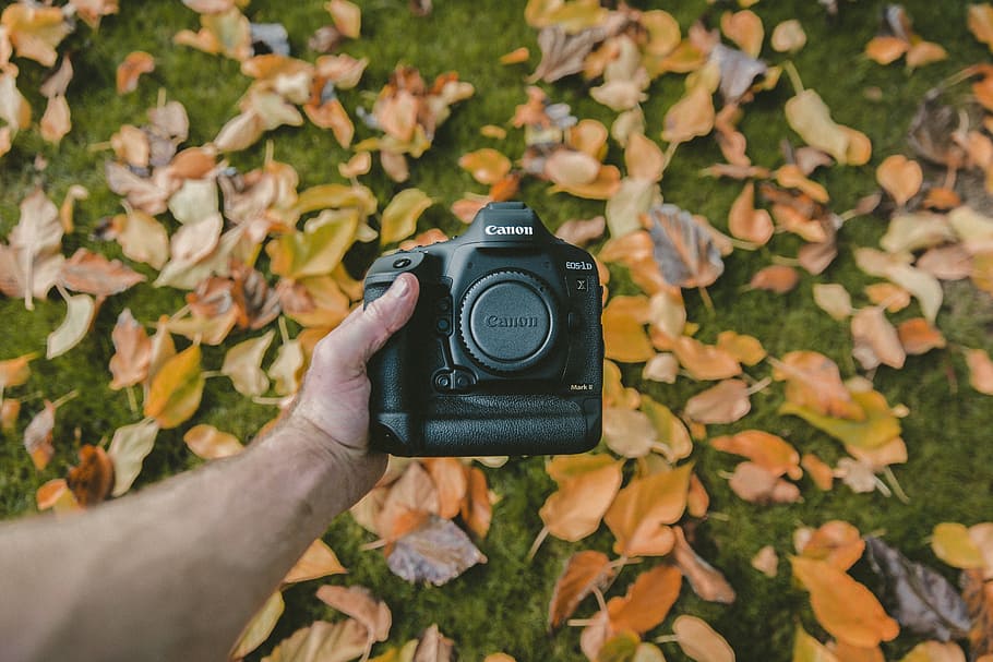 leaf, fall, autumn, green, grass, canon, camera, hand, arm HD wallpaper