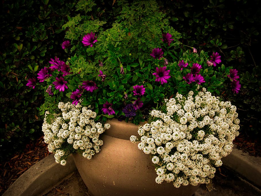 bloom, flora, flower, flowers, garden, leaves, petals, potted plants HD wallpaper