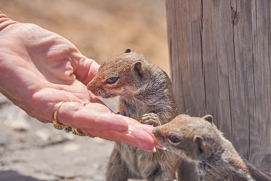 chipmunk, feed, eat, hand, nuts, nager, fur, cute, croissant HD wallpaper