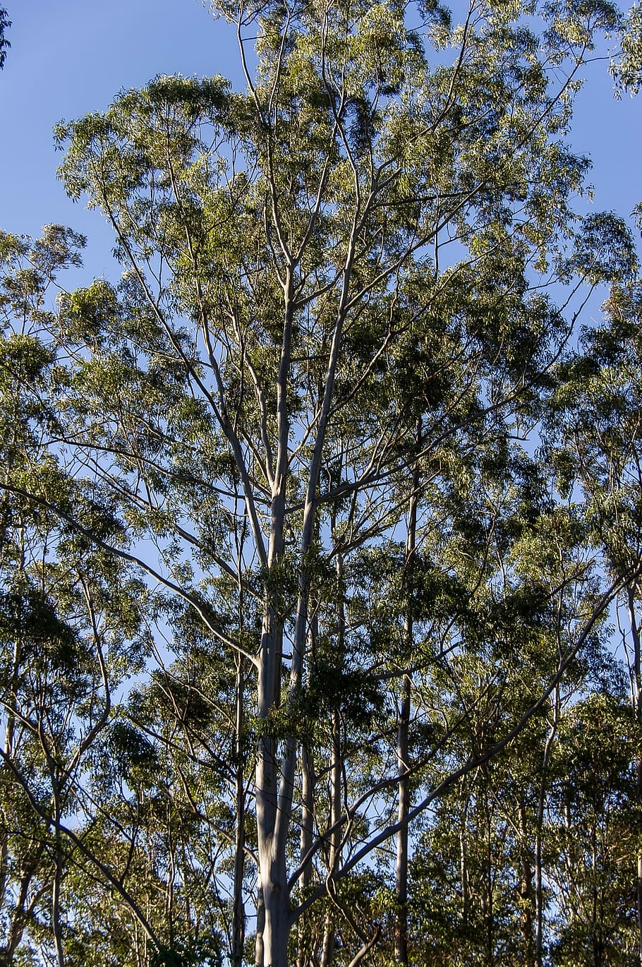 Gum Trees, Eucalypts, Native, green, subtropical, blue sky HD wallpaper