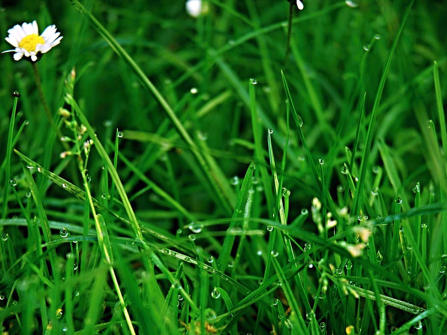 grass, green, dew, drops, daisy, macro, lawn, plant, green color HD wallpaper