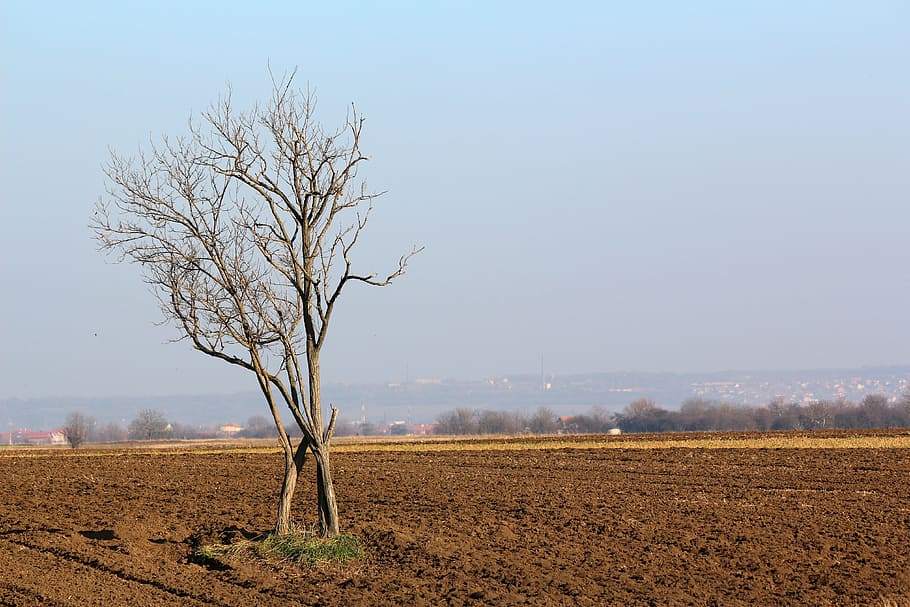 tree, landscape, nature, soil, ground, sky, agronomy, plough HD wallpaper