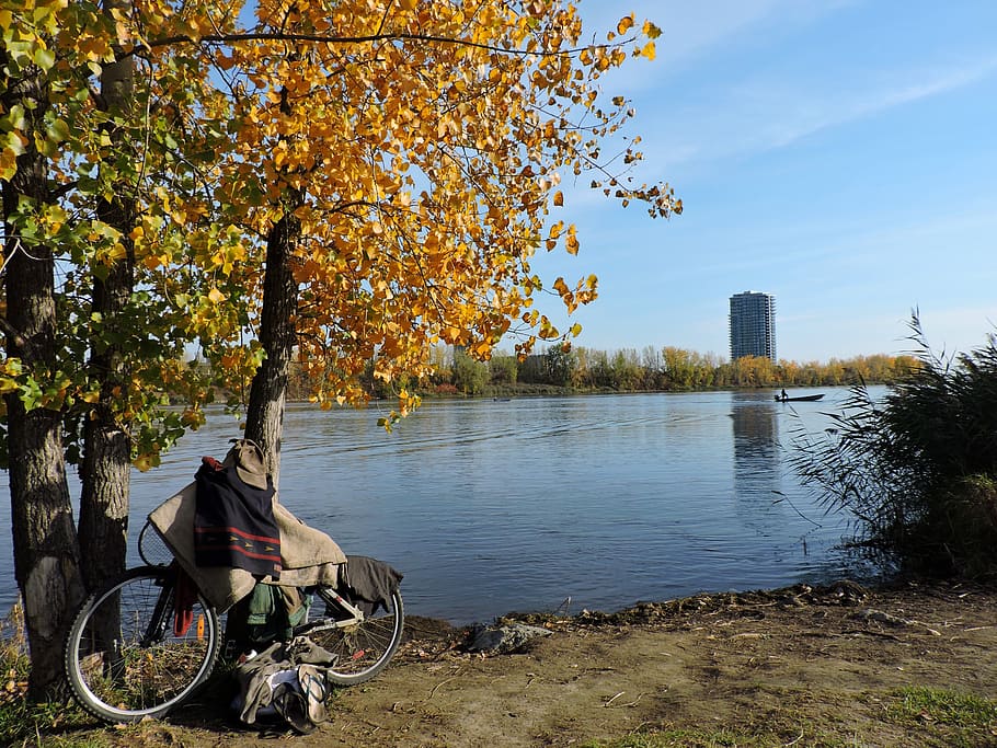 tree, fall, nature, leaf, outdoors, river, shore, bike, plant HD wallpaper