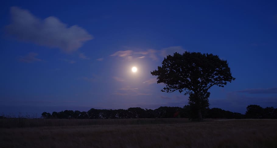 nature, tree, night, moon, sky, plant, tranquility, beauty in nature HD wallpaper
