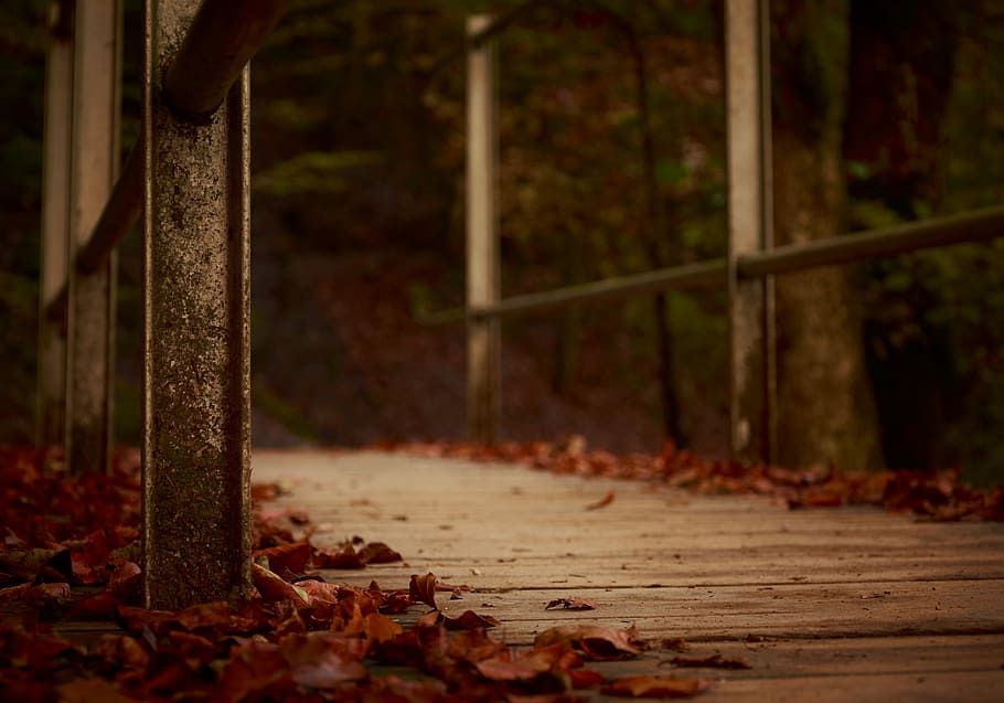 selective focus photography of brown and gray steel bridge, dry leaves on bridge HD wallpaper
