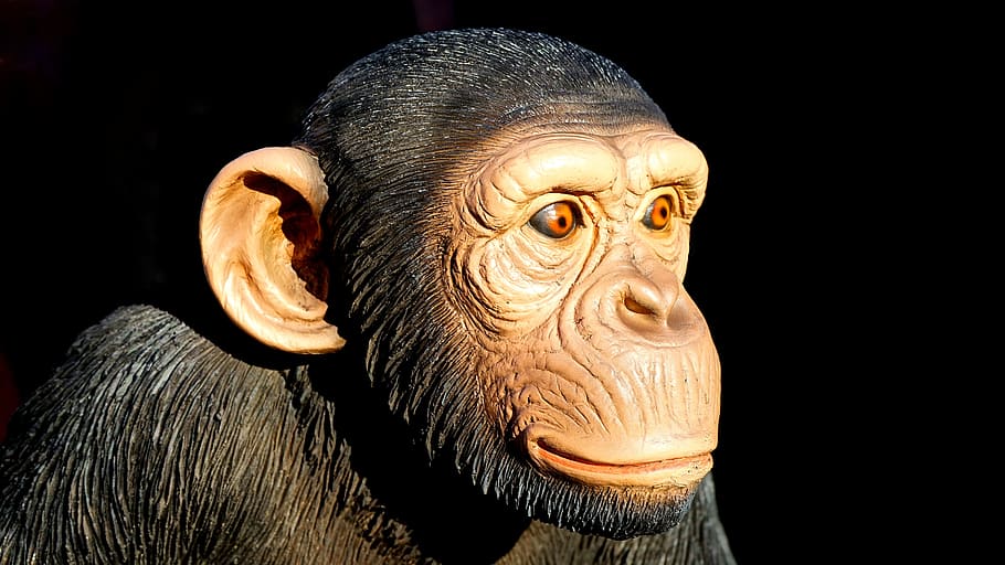chimpanzee, monkey, animal, ape, wildlife, mammal, primate HD wallpaper